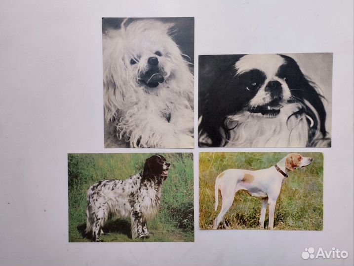 Открытки с животными СССР