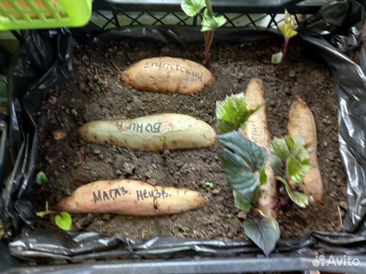 Батат клубни на рассаду