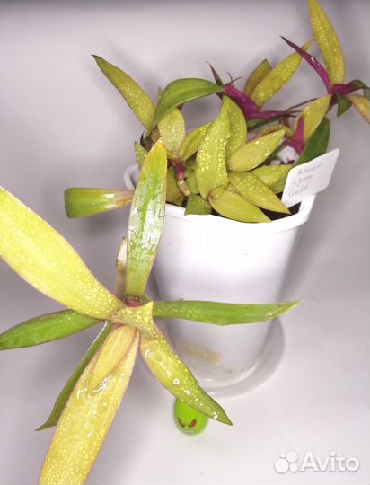 Комнатные растения 222