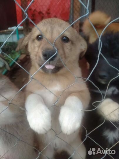 Отдам щенка в добрые руки. Кобелёк