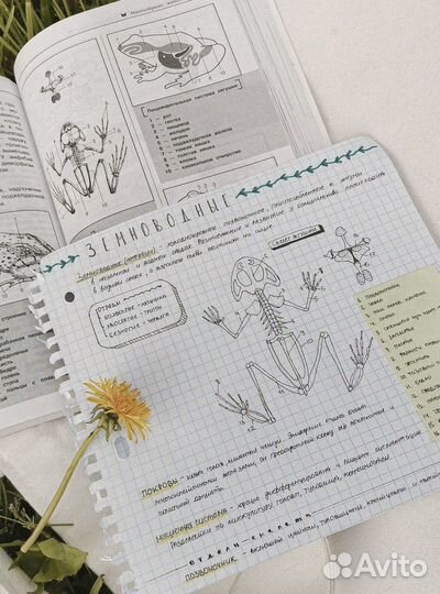 Репетитор по биологии ОГЭ