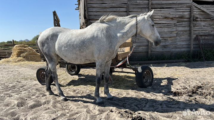 Продается лошадь