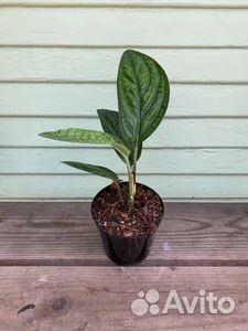 Эпипремнум Марбл Планет /Монстера Перу