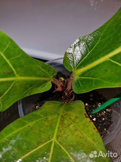 Фикус лирата бамбино