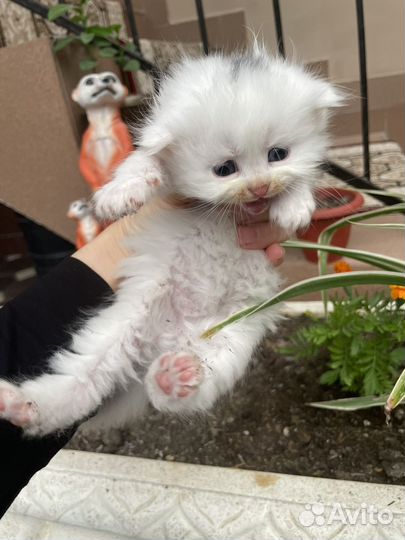 Вислоухие котята