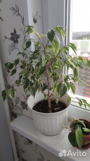 Фикус бенджамина