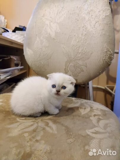 Кот шотландец