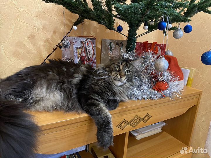 Кошка мейн кун