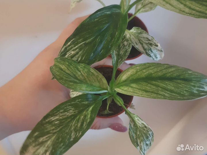 Спатифиллум канифоль