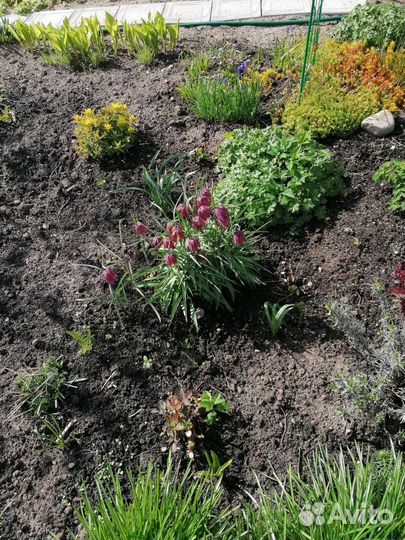 Барвинок сирен, жимолость блестящая, многолетники