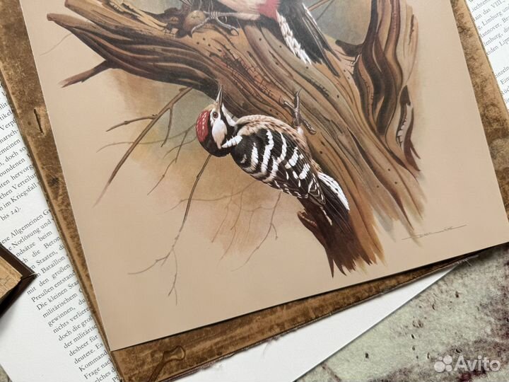 Репродукция. Птицы. Basil Ede. Дятел