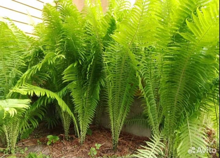 Калла и другие цветы