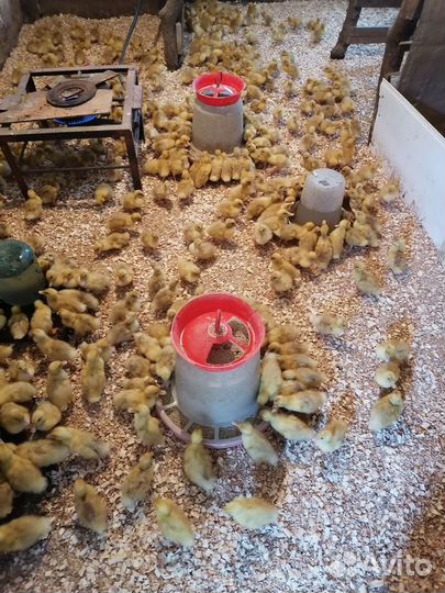 Утки башкирские