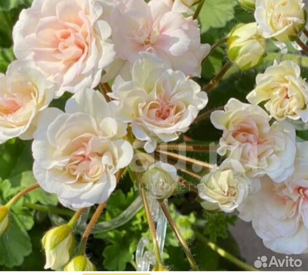 Герань пеларгония