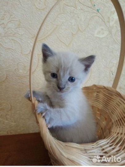 Котенок мальчик 1мес доставка