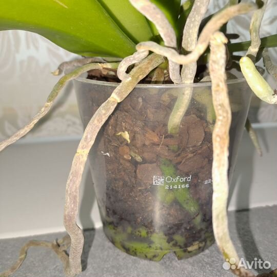 Орхидея фаленопсис Oxford