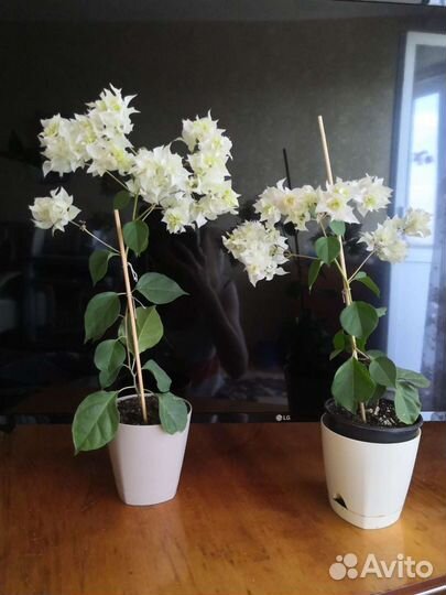 Кактус цереус cereus