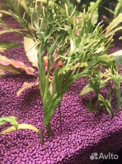 Растения в аквариум