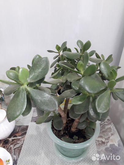 Спатифиллум,хойя,кротон