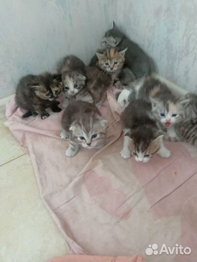 Котята от британской кошки