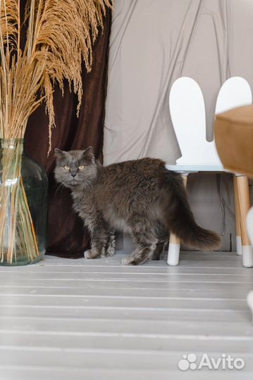 Хром ищет дом