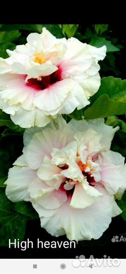 Сортовые гибискусы срезом