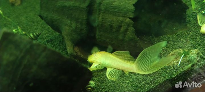 Сом анциструс