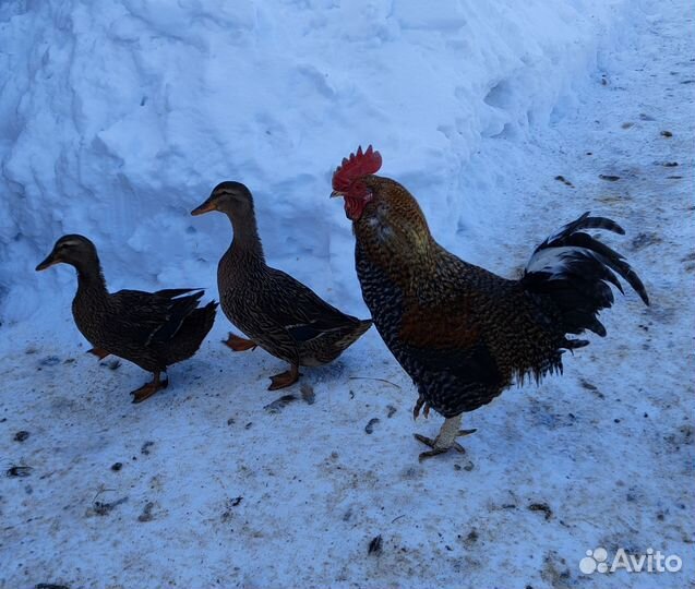 Подсадные утки и петушки