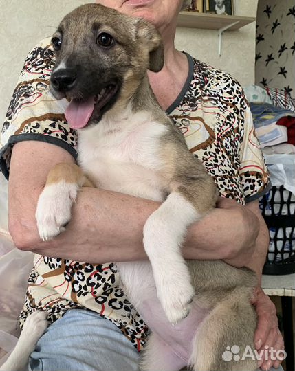 Щенок в добрые руки