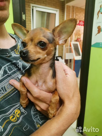 Ветеринарный врач, онлайн консультация