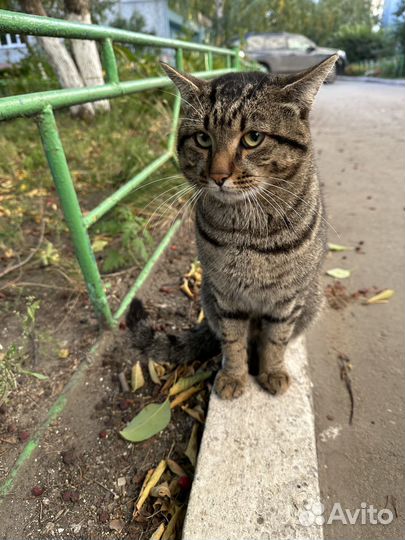 Шикарный ласковый котик