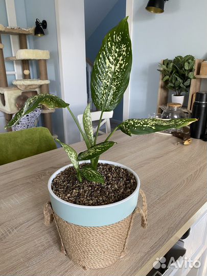 Дифенбахия