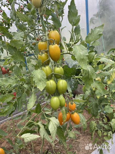 Рассада томата