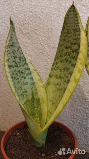 Сансевиерия футура суперба