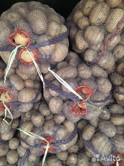 Картофель белый оптом от 20 тонн