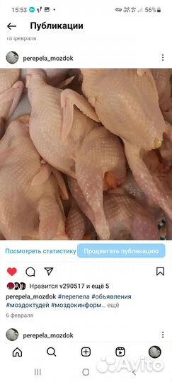 Перепелки, перепелиные яйца