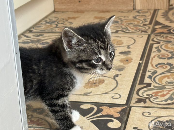 Отдам котенка в добрые руки