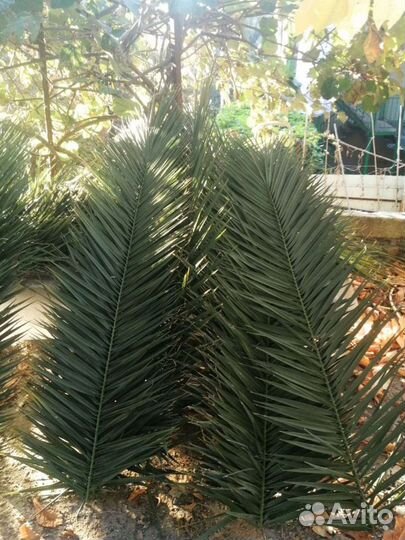 Листья пальмы