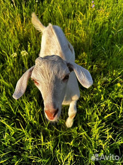 Козленок зааненский