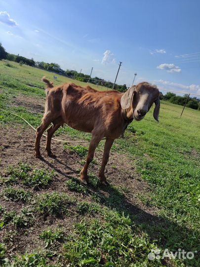 Нубийская коза - продам
