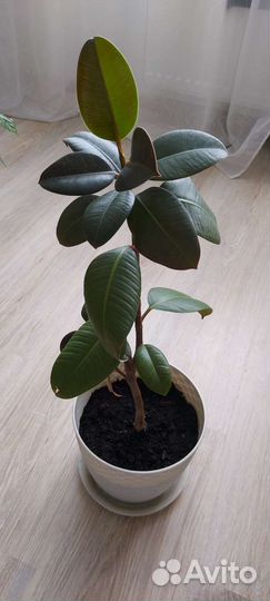 Фикус от 15 см до 1.5 метра
