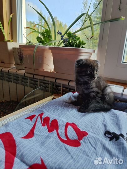 Черный котенок