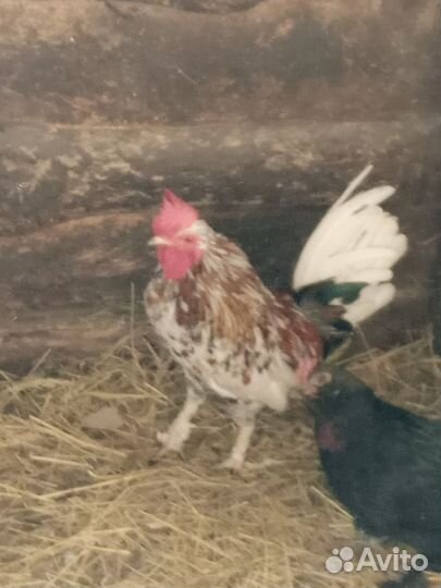 Петух бентамка