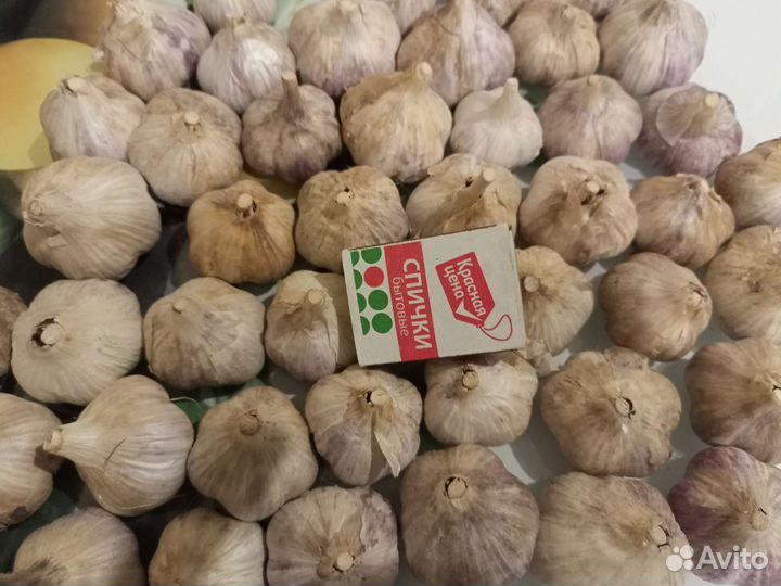 Продаю чеснок