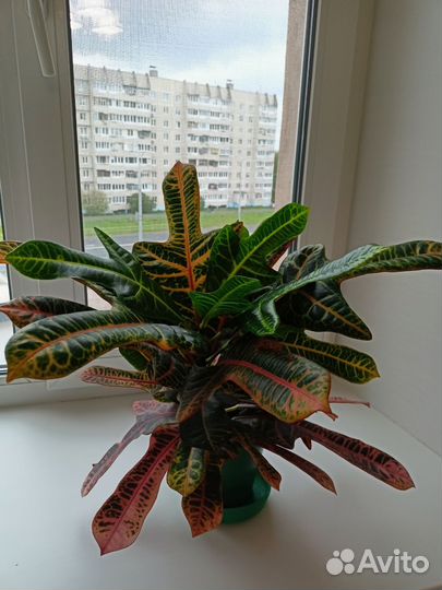 Кодиеум кротон