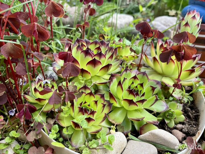 Молодило каменная роза