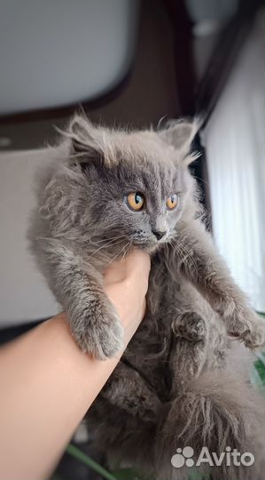 Британские котята