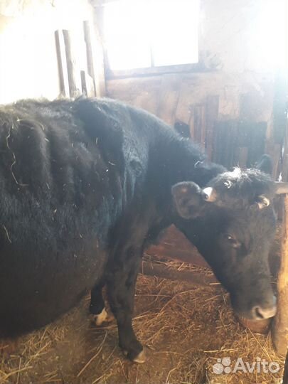 Стельная тёлочка