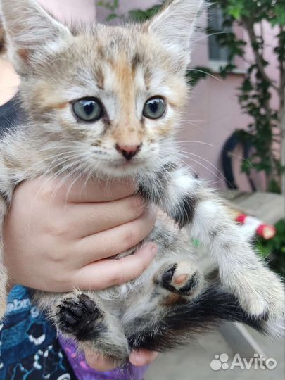 Котята в добрые руки бесплатно