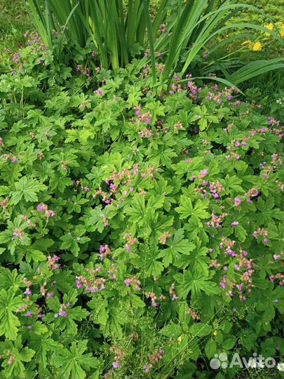 Герань садовая Здравец